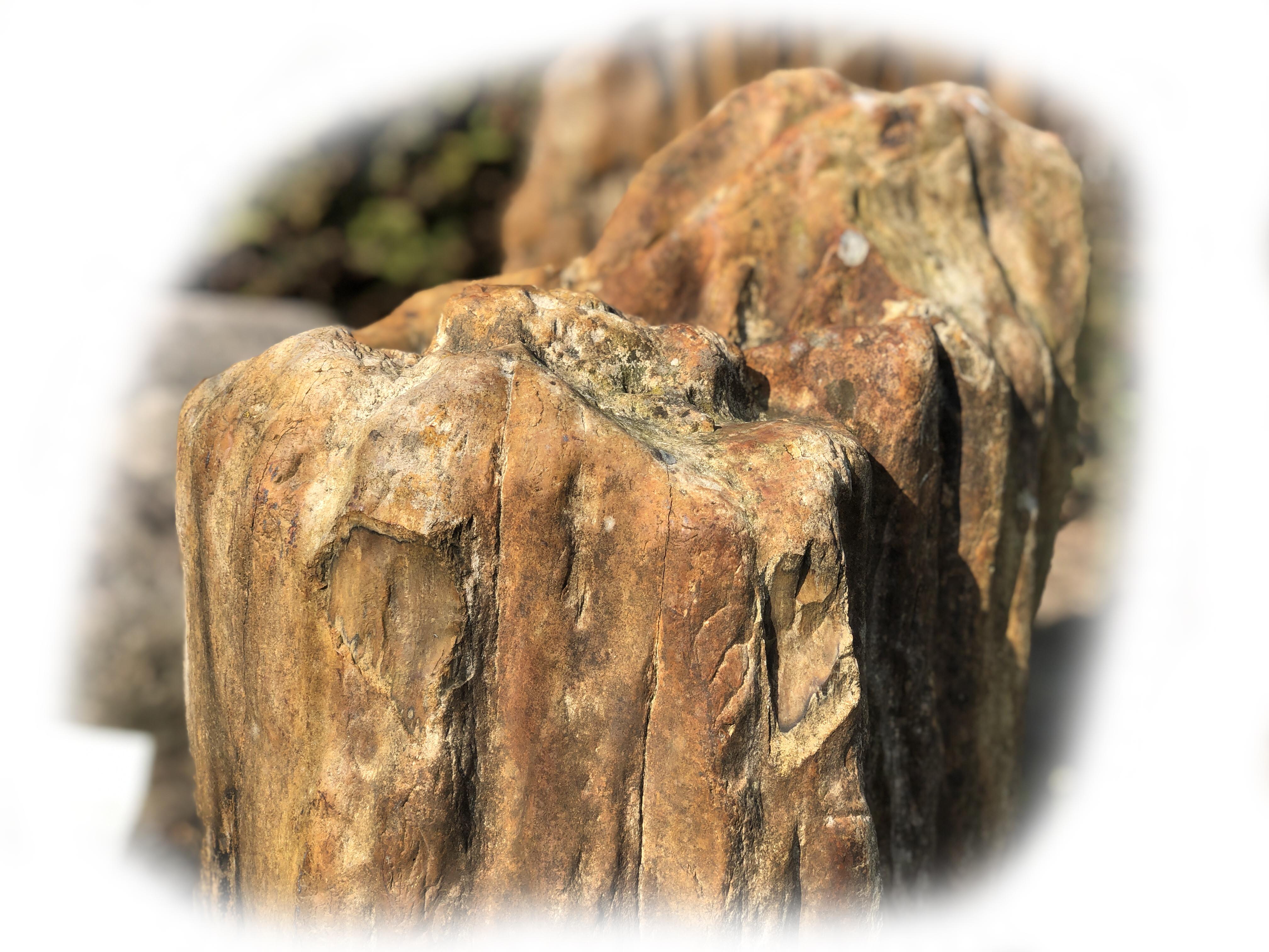 Versteend hout K-132