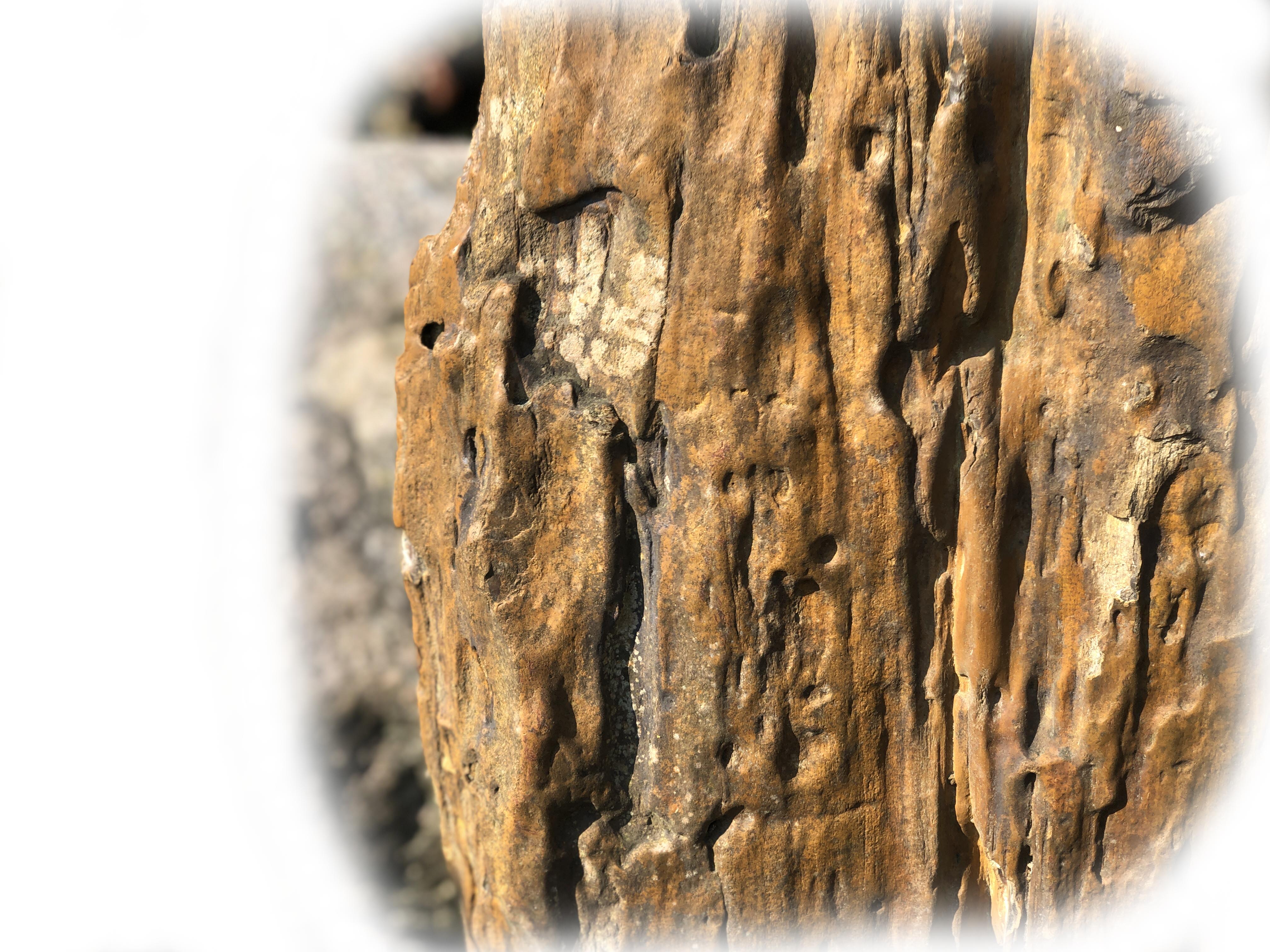 Versteend hout K-133