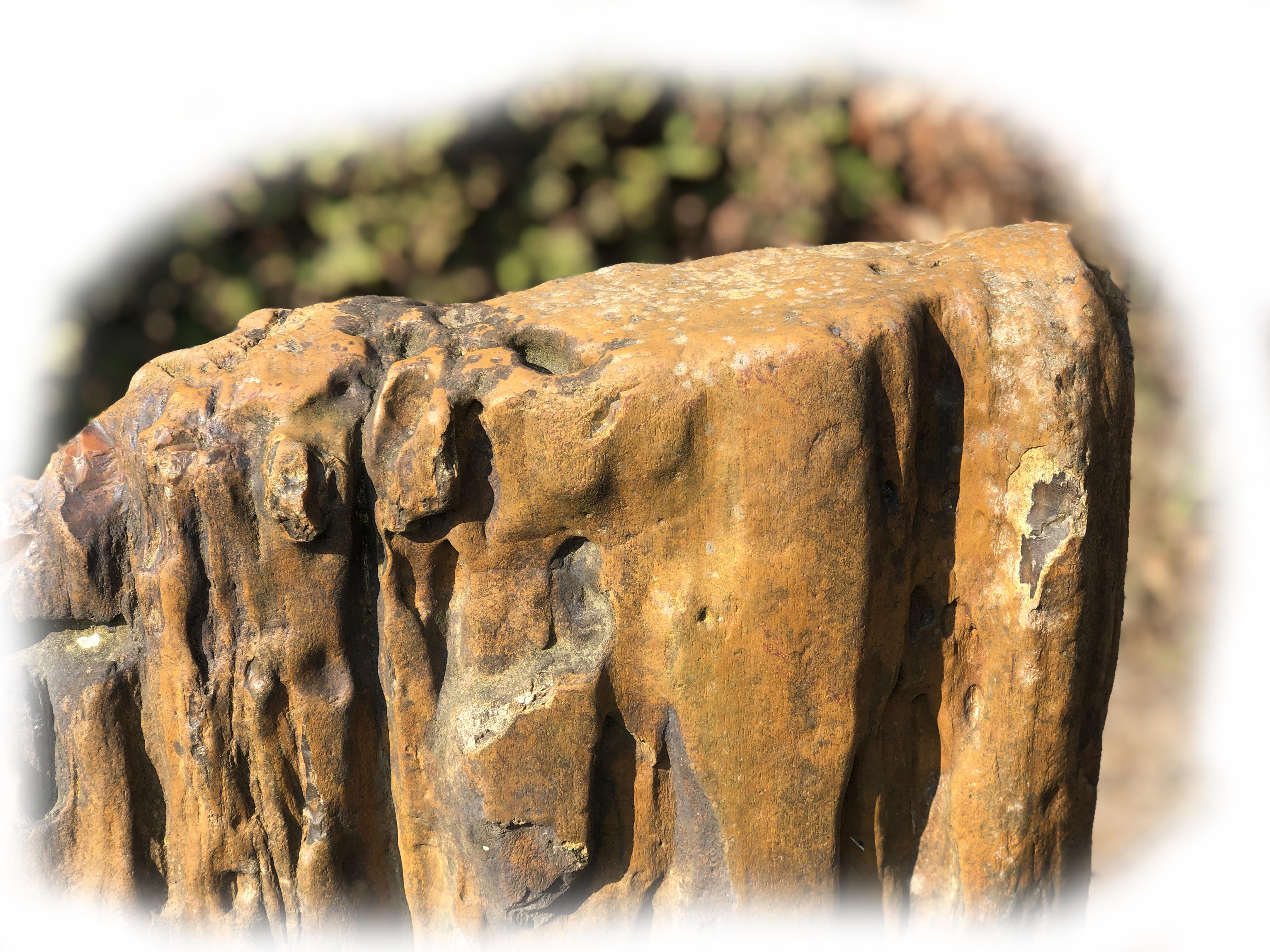 Versteend hout K-133