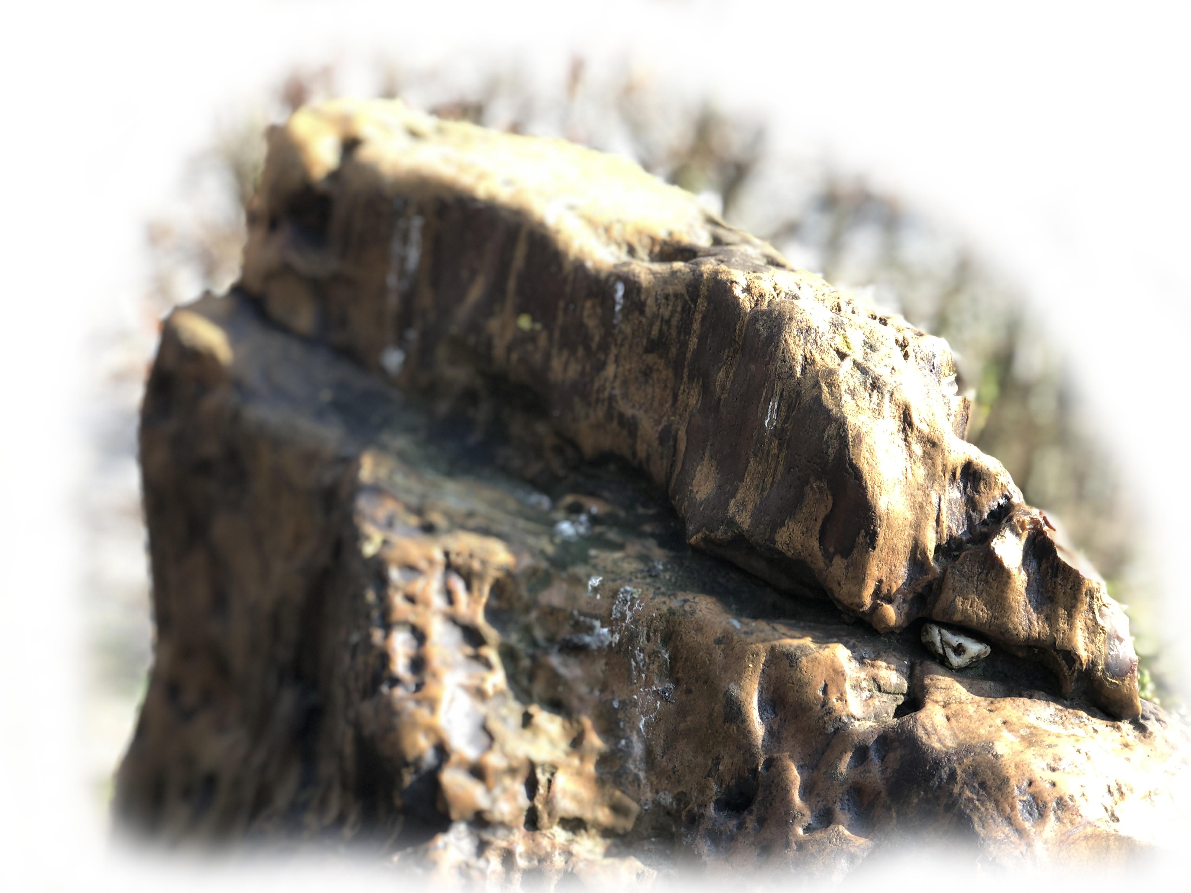 Versteend hout K-133