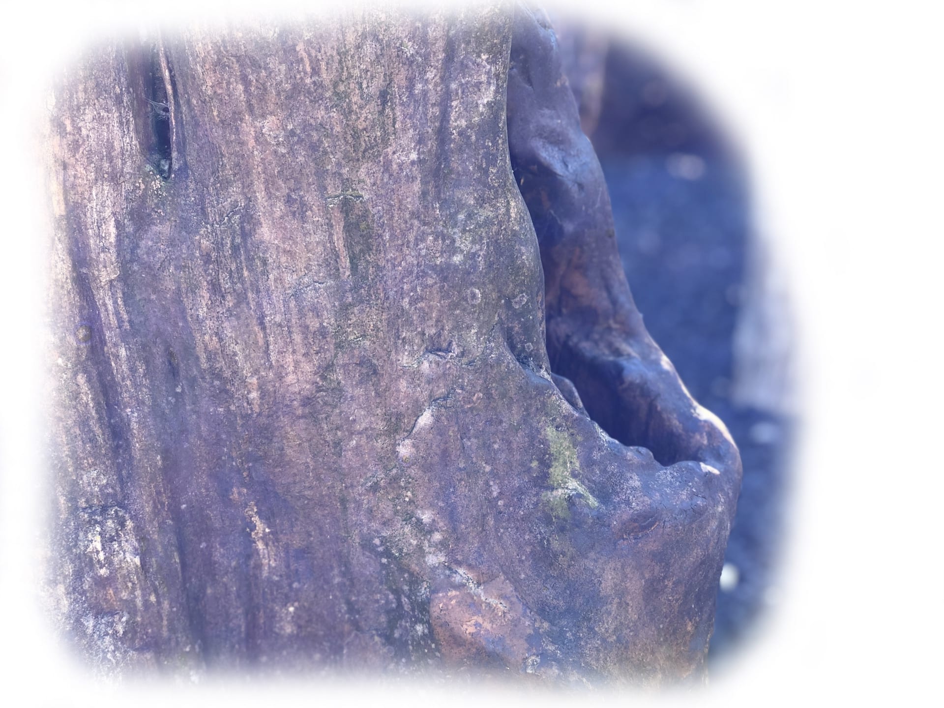 Versteend hout K-141