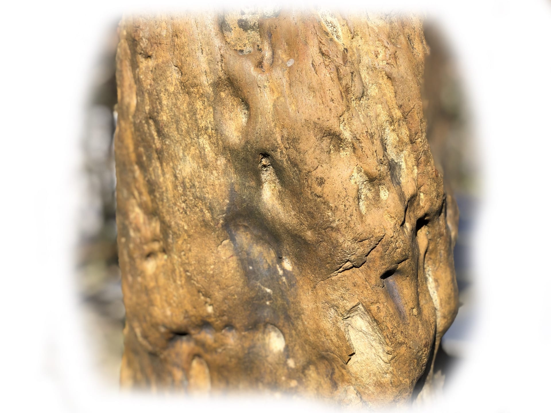 Versteend hout K-131