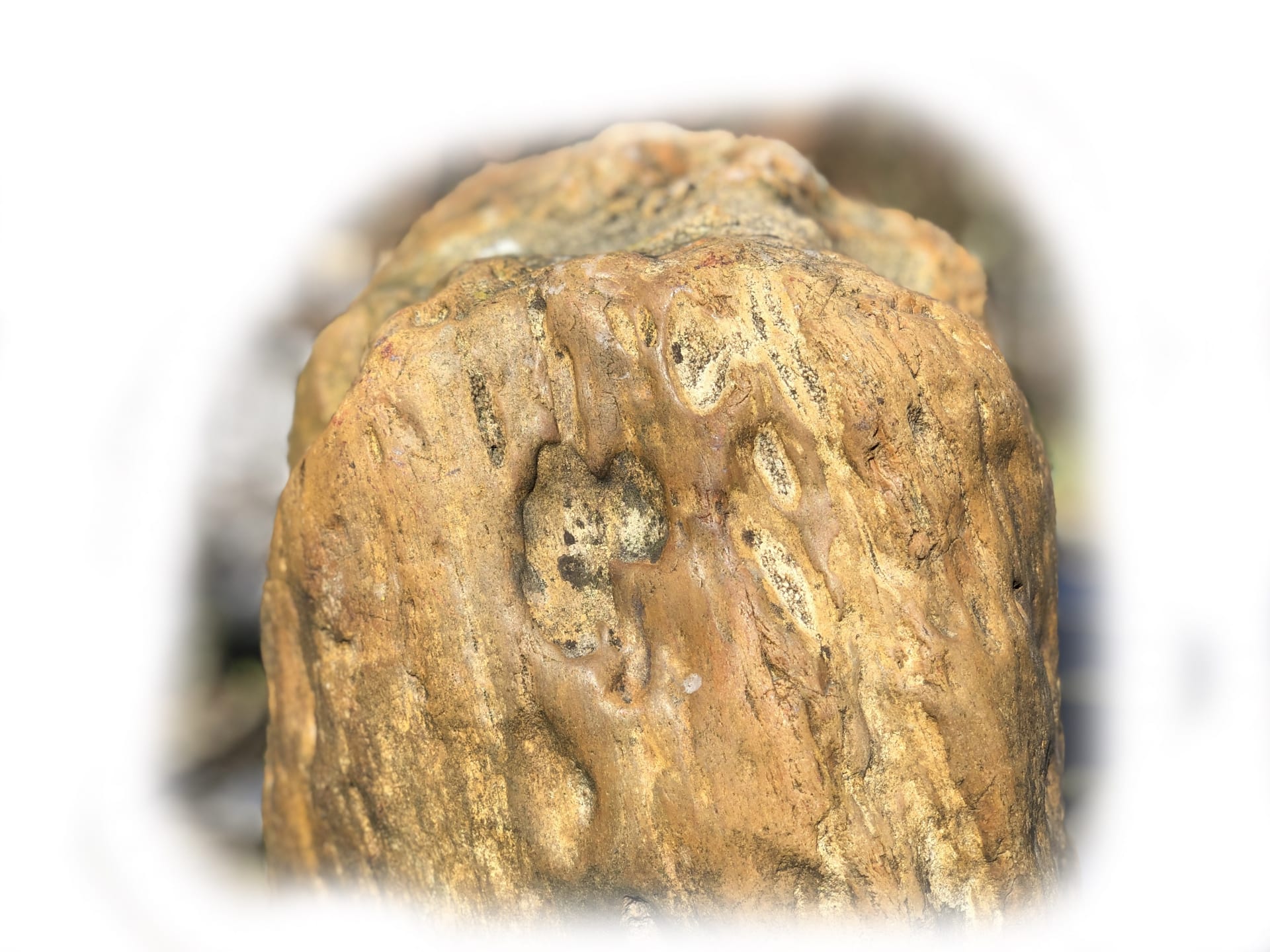 Versteend hout K-131