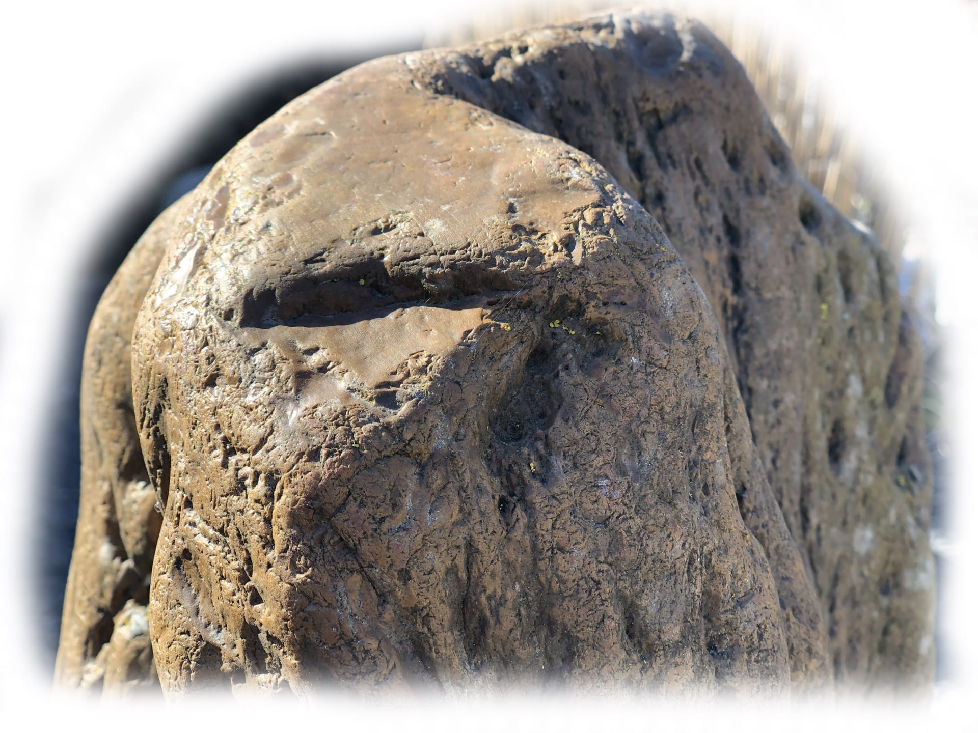 Versteend hout K-138