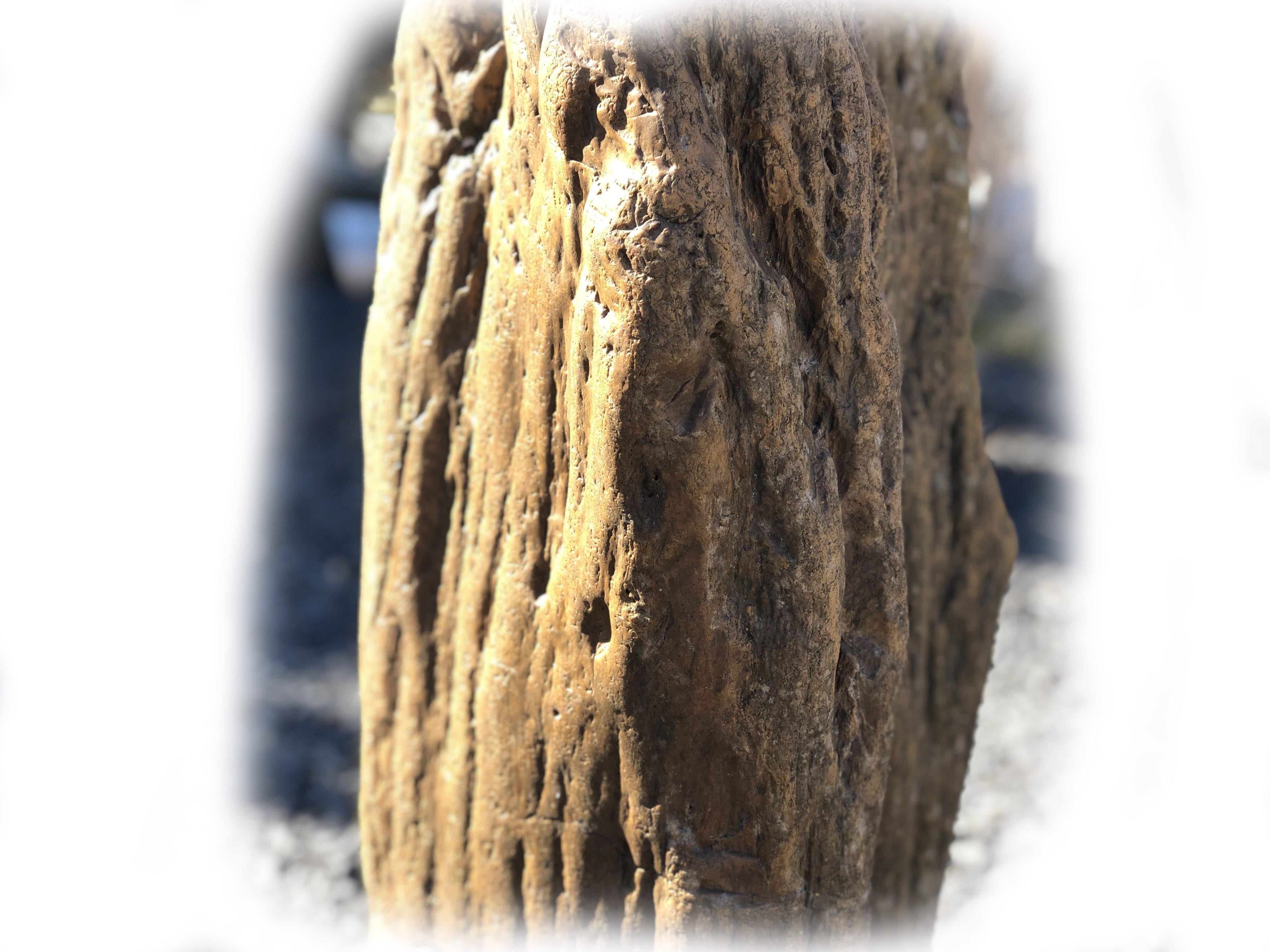 Versteend hout K-138