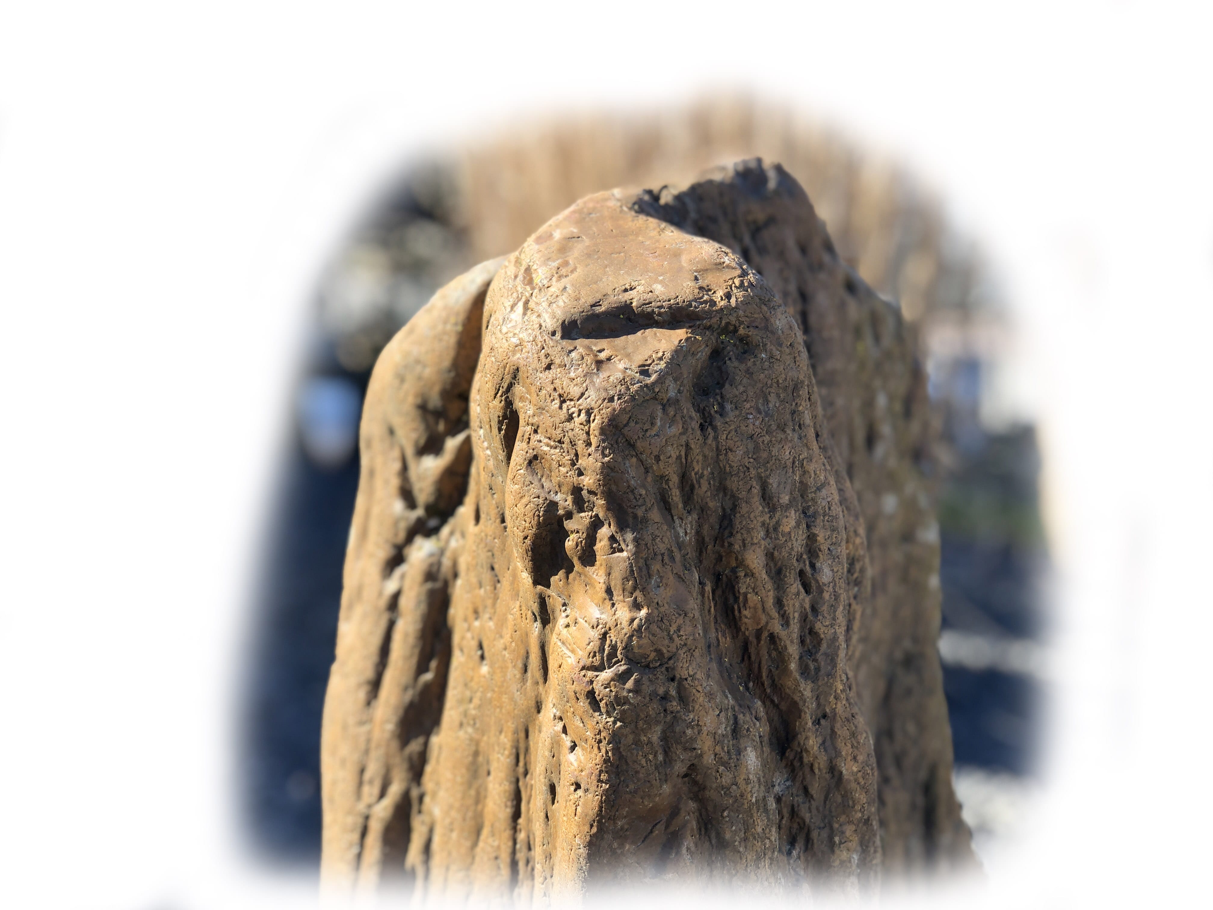 Versteend hout K-138