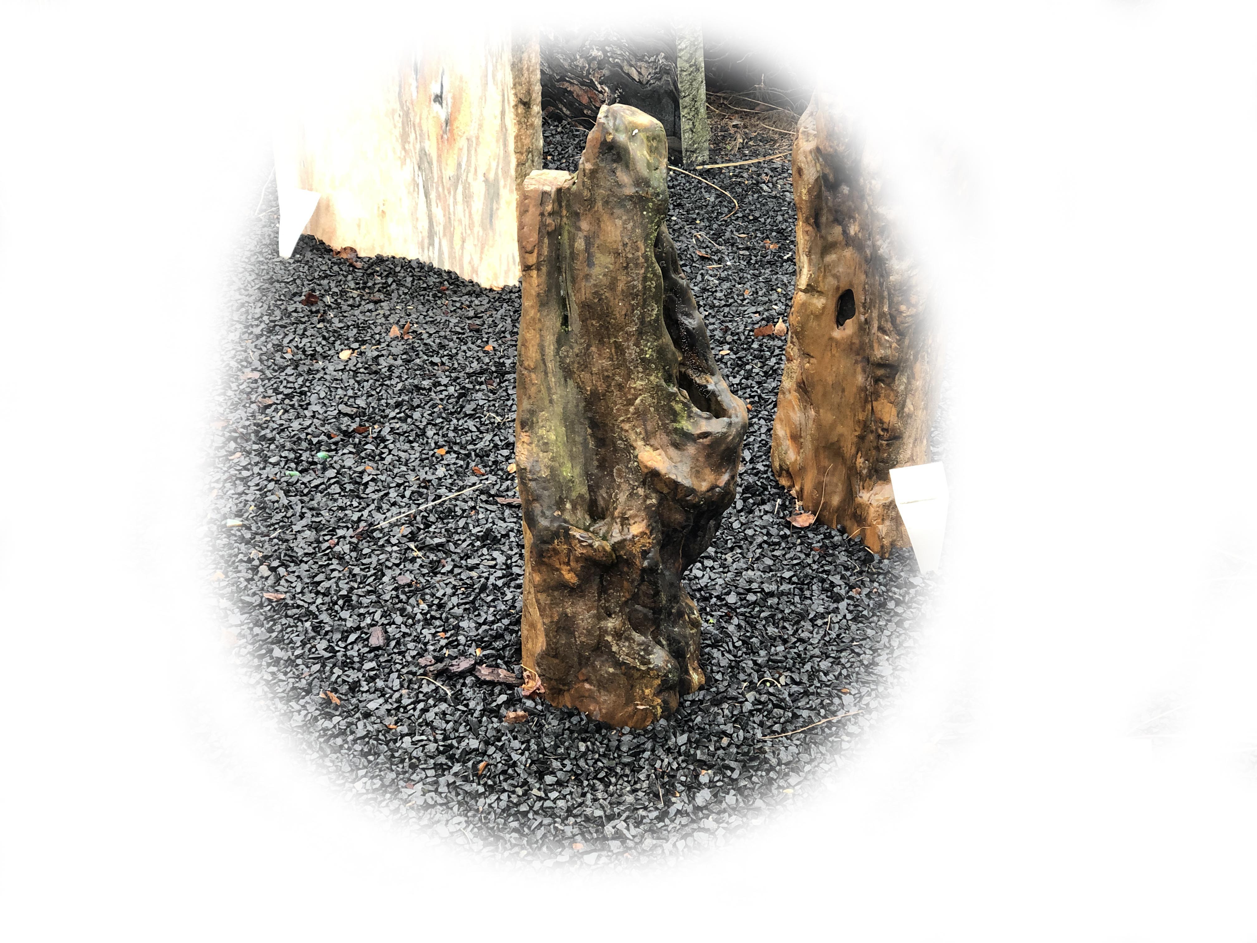 Versteend hout K-141