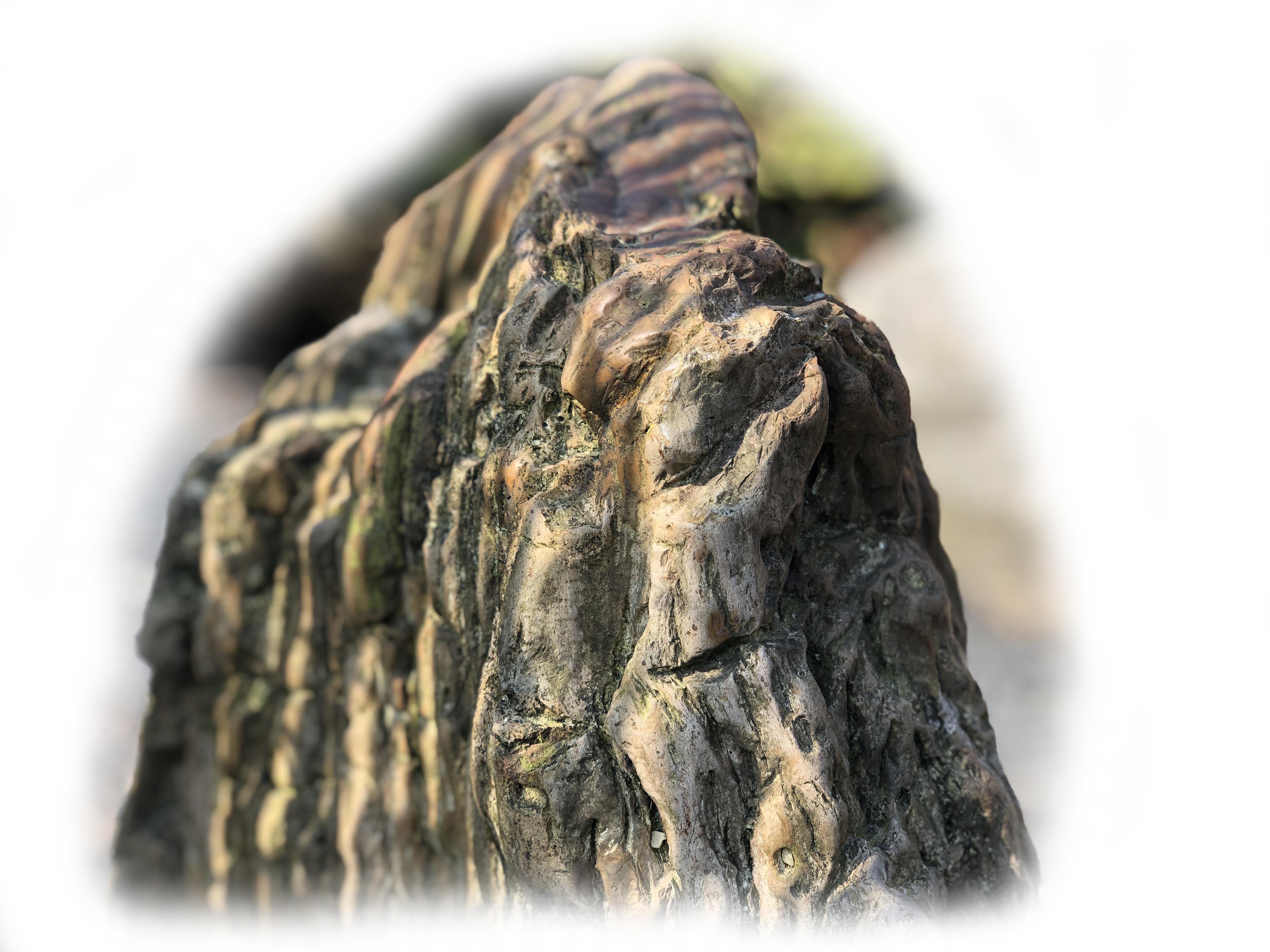 Versteend hout K-136