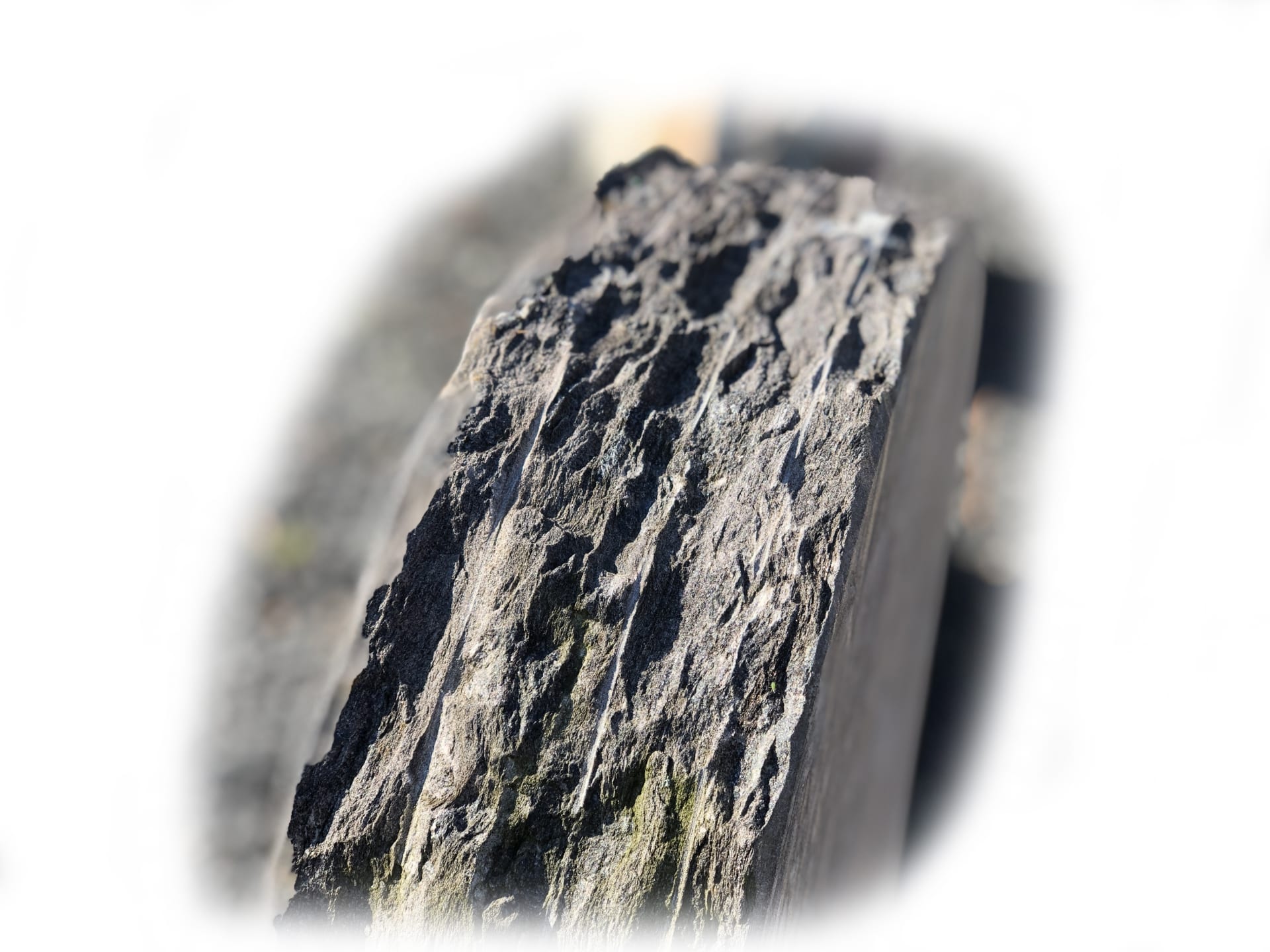 Pillarguri Leisteen 54