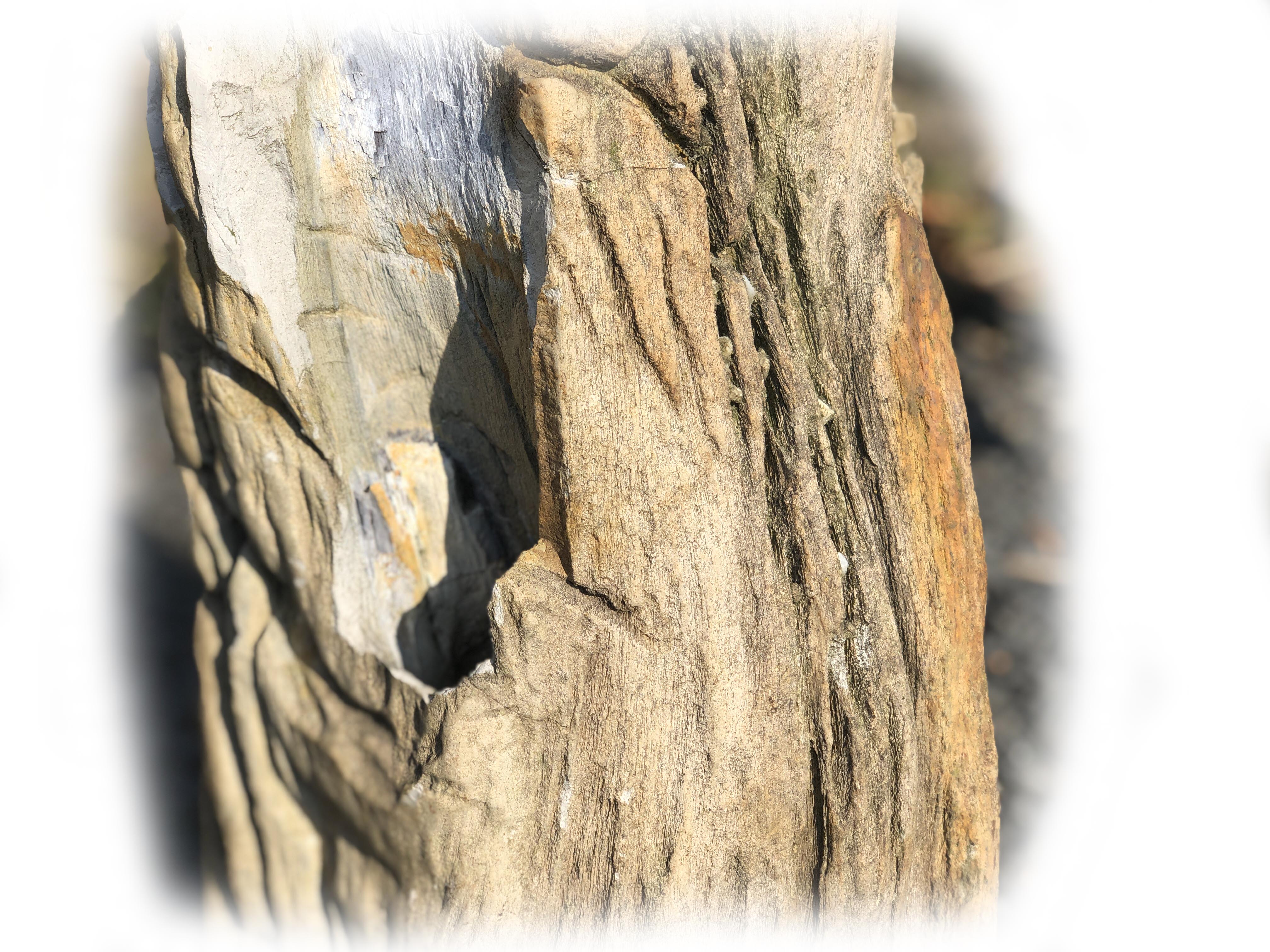 Versteend hout K-135