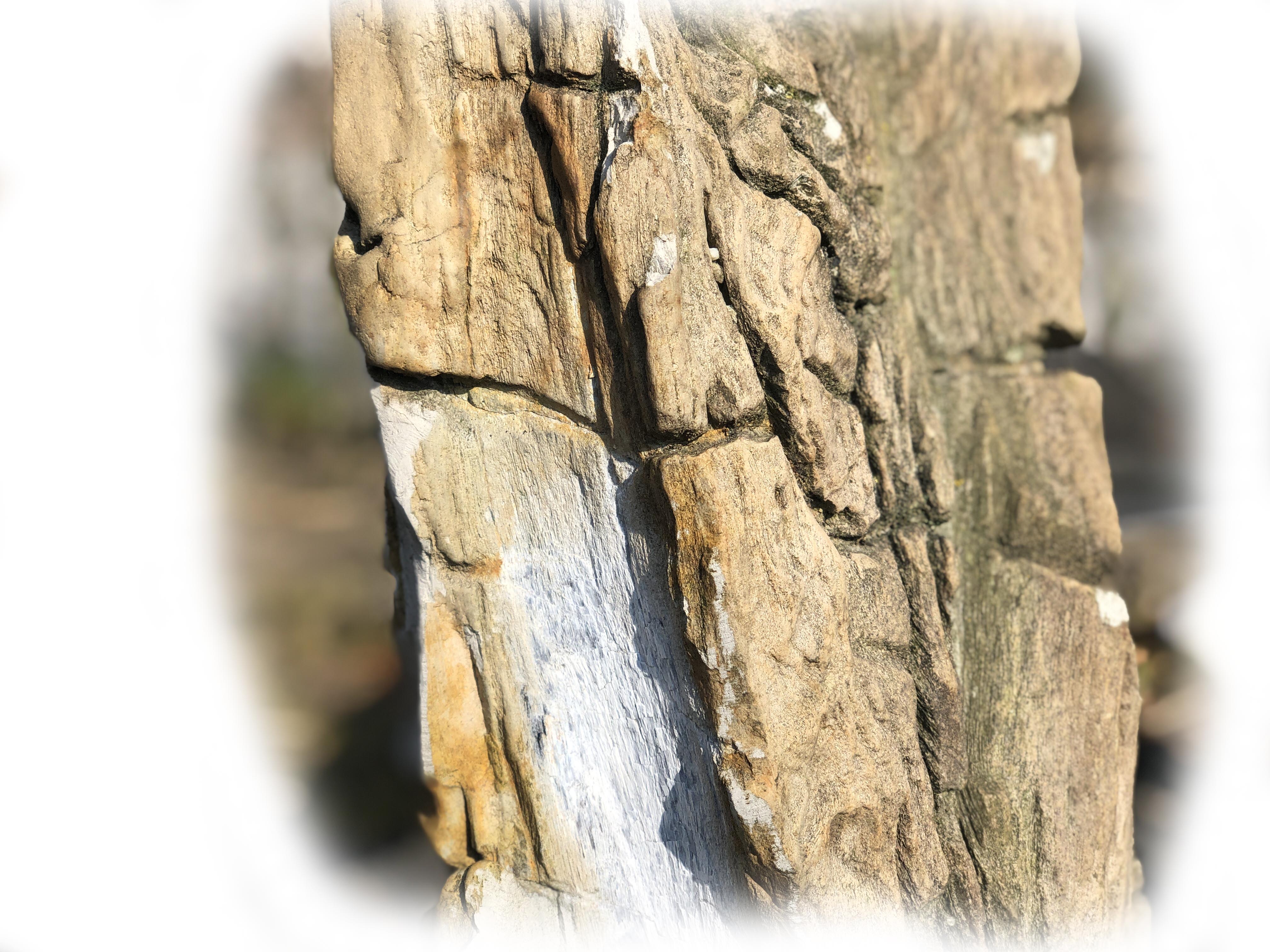 Versteend hout K-135