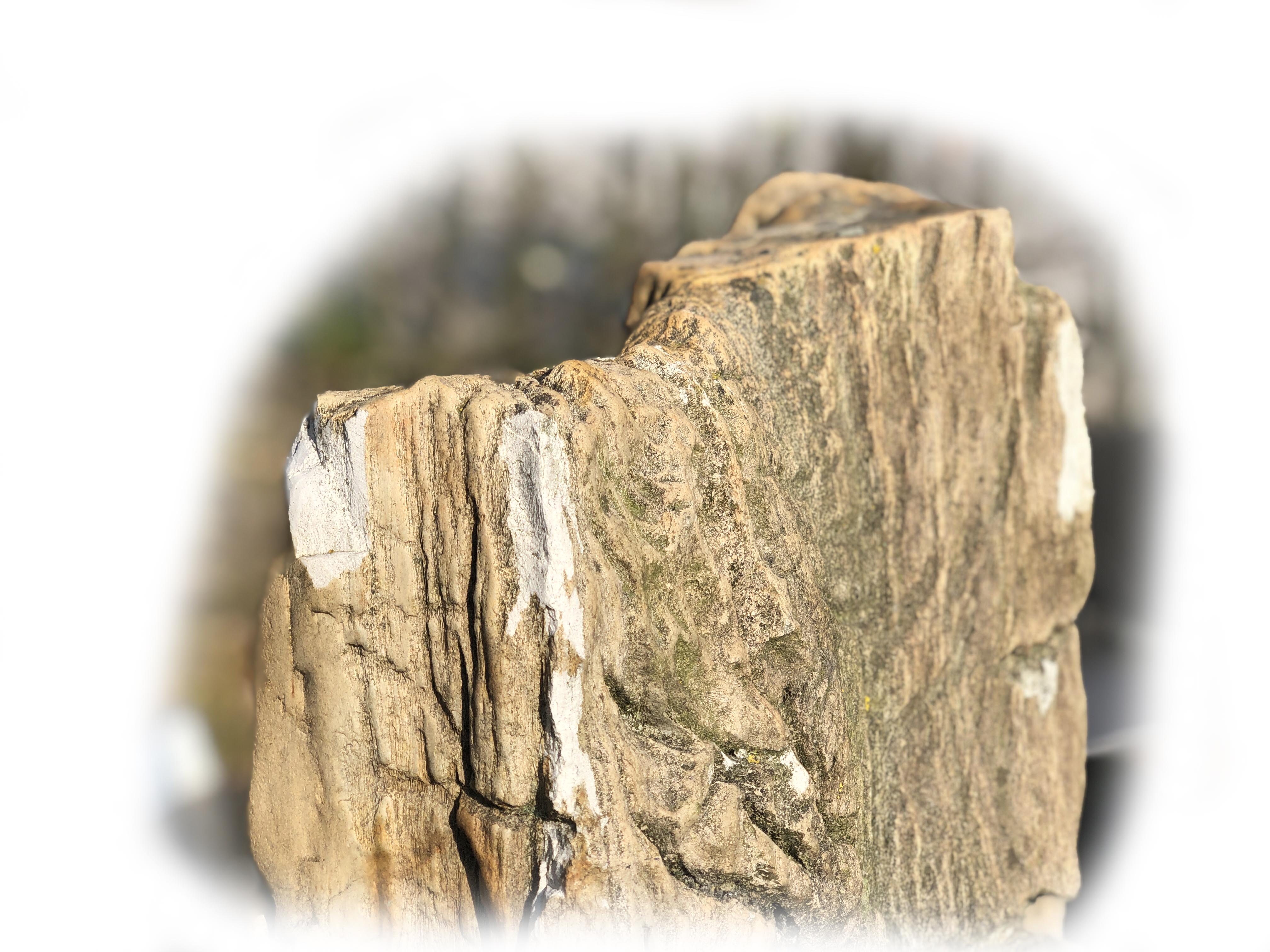 Versteend hout K-135